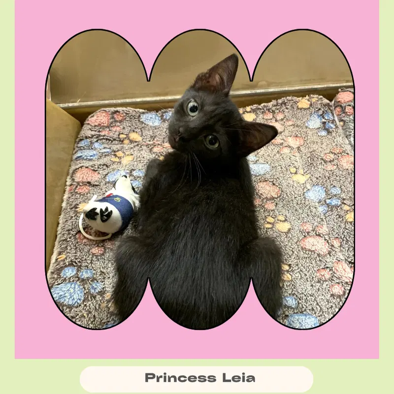 Princess Leia, photo 2