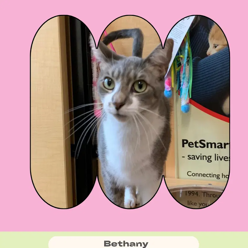 Bethany, a young female cat up for adoption