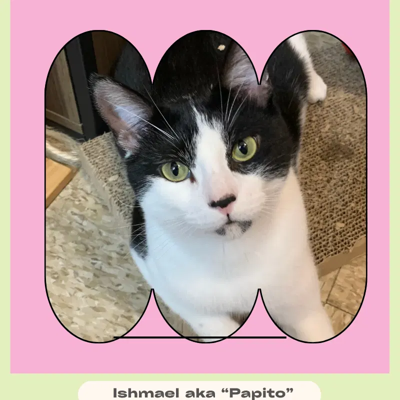 Ishmael aka Papito, a young male cat up for adoption