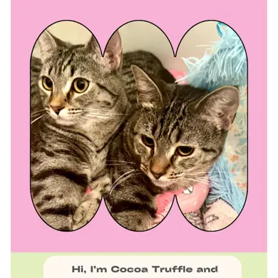 Coco Twins, a young female cat up for adoption