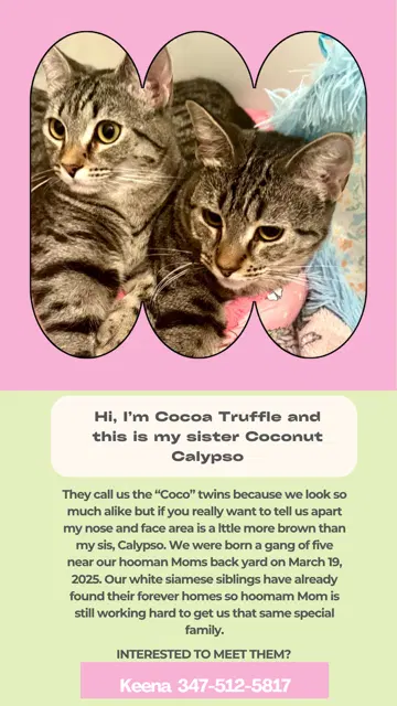 Coco Twins, photo 2