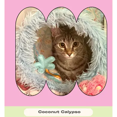 Coco Twins, photo 3