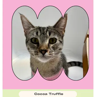 Coco Twins, photo 4