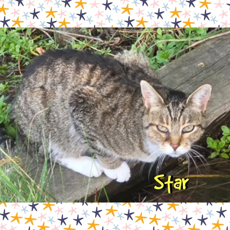 Star, photo 2