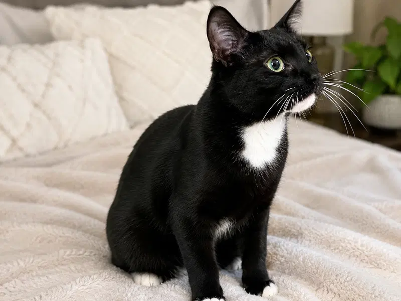 Cosmo Napa petco, a young male Tuxedo cat up for adoption