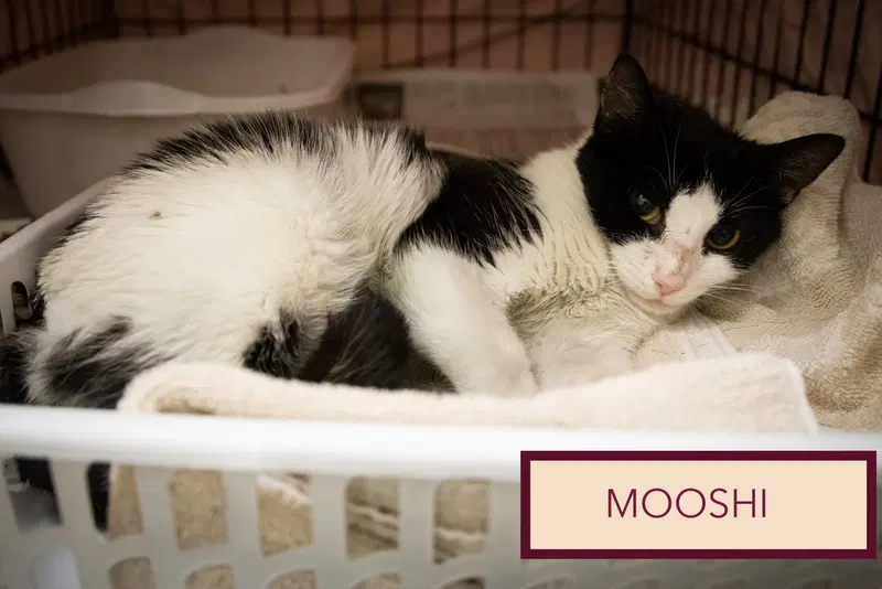 Mooshi, photo 6