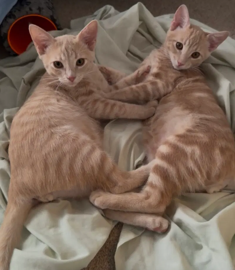 Fess Fess & Noonies, male American Shorthair kittens up for adoption