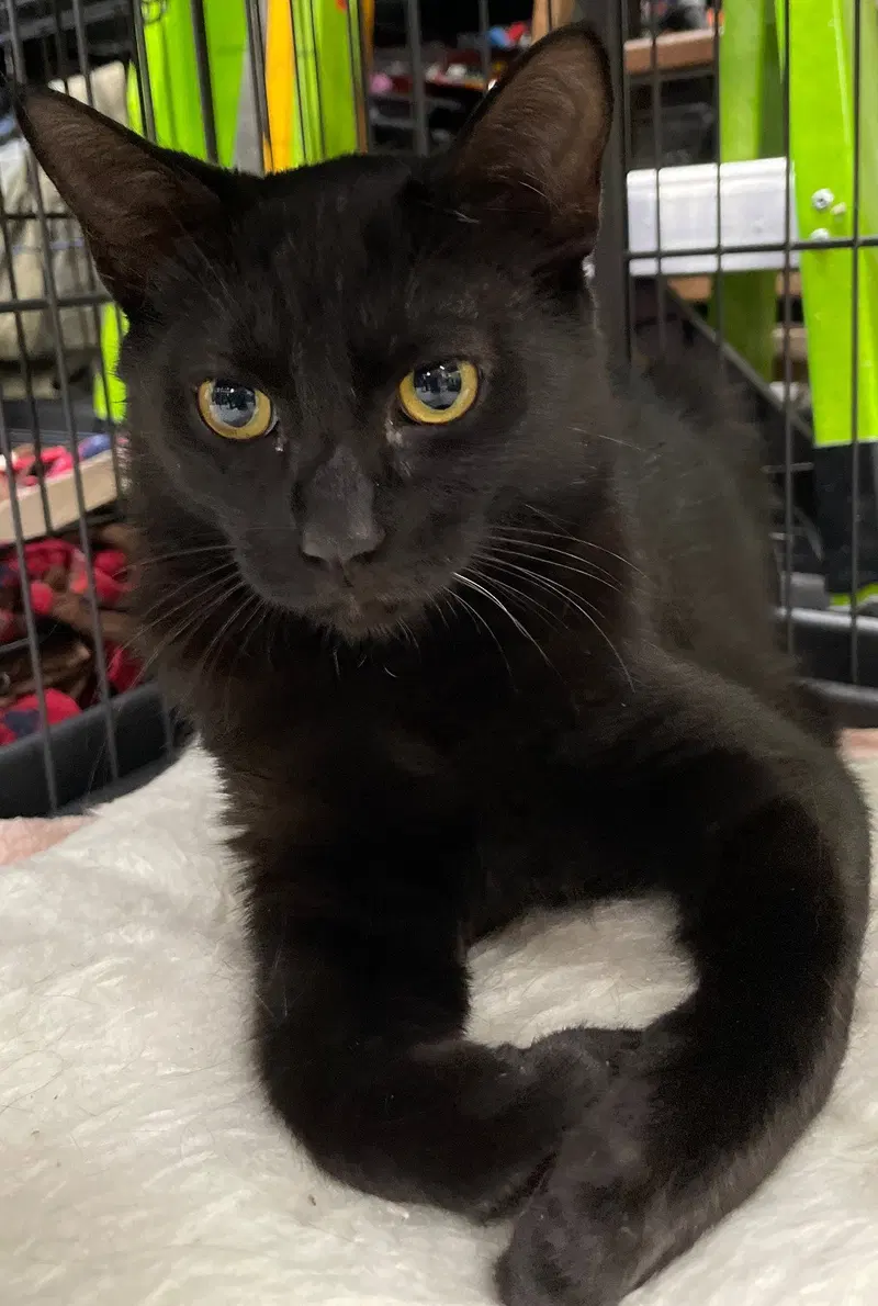 Biscuit, a male kitten up for adoption