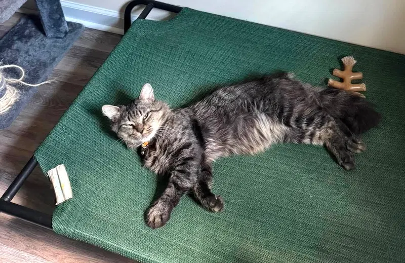 Dangle, a male cat up for adoption