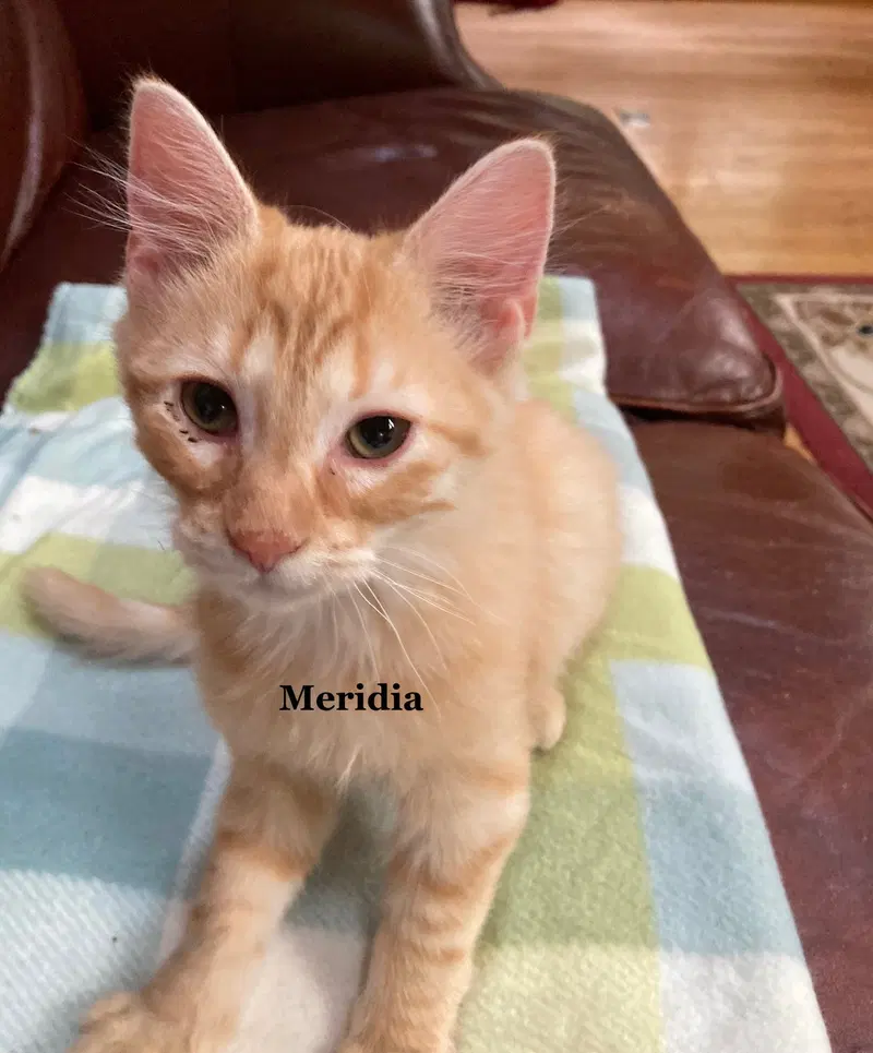 Meridia, photo 3