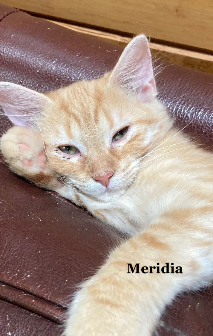 Meridia, photo 4