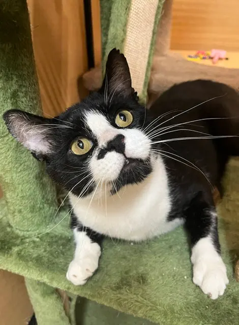 Soul Surfer, an adult male cat up for adoption
