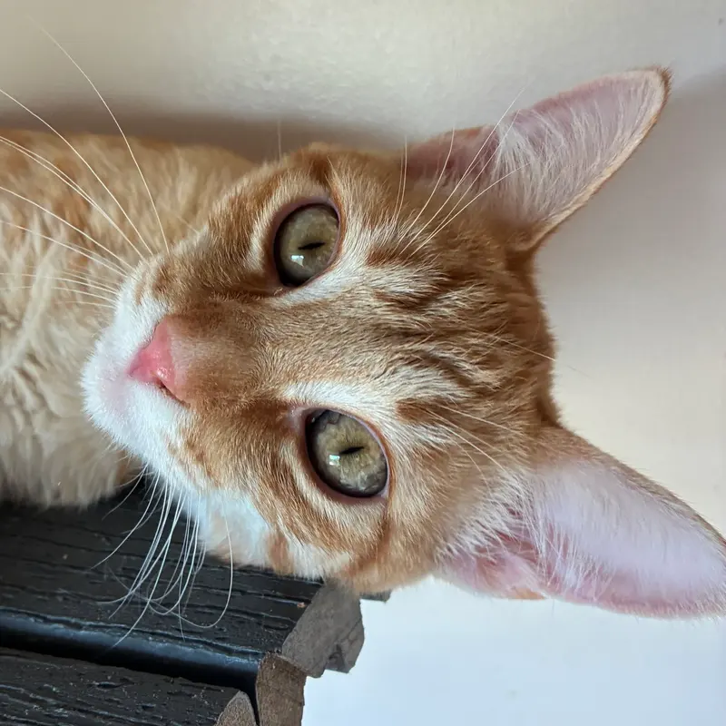 Tangelo, a young male cat up for adoption