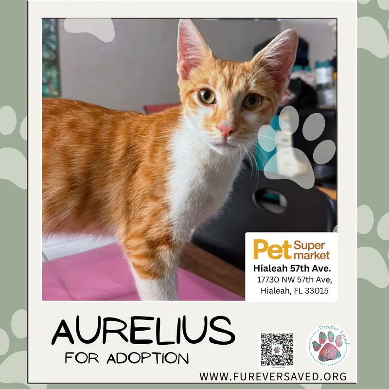 Aurelius, photo 2
