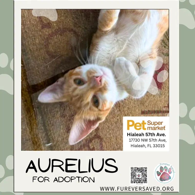 Aurelius, photo 3