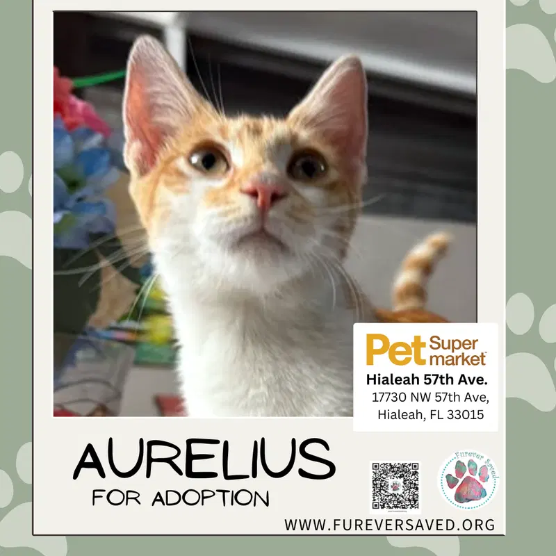 Aurelius, photo 4