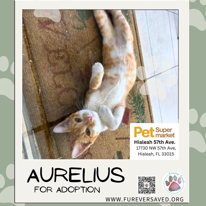 Aurelius, photo 5