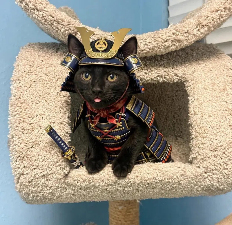 Kuro, a male kitten up for adoption