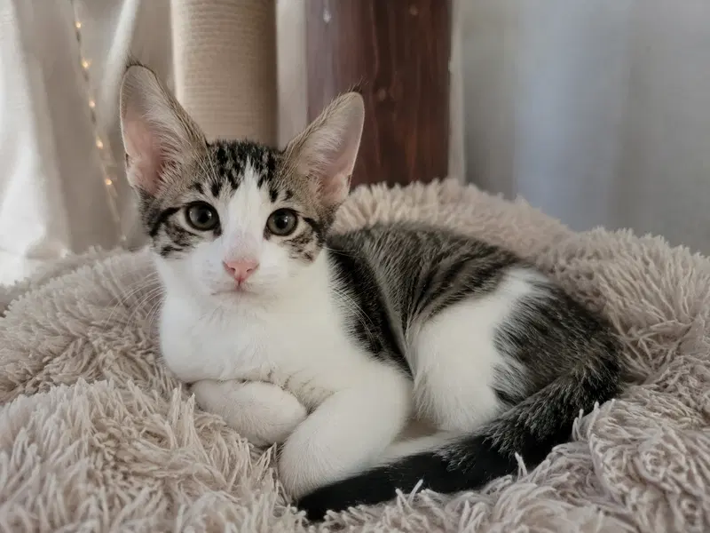 Busy Bee Don, a male Abyssinian kitten up for adoption