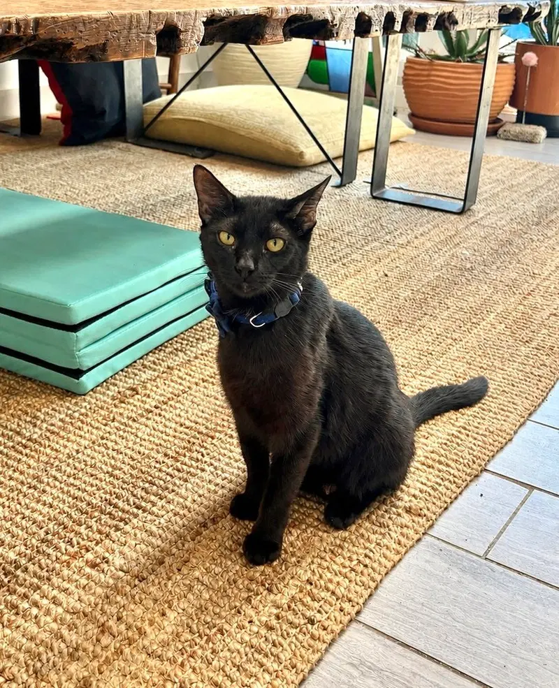 CleoCATra, a young female cat up for adoption