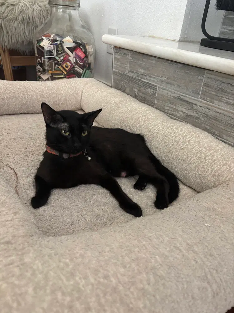 CleoCATra, photo 2