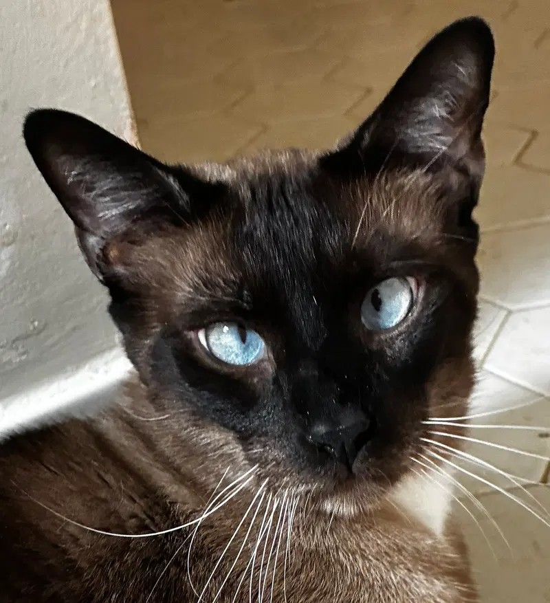 Charlie AFFECTIONATE, an adult male Siamese cat up for adoption