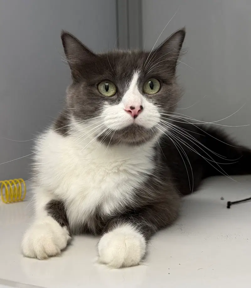 Vanna, a female cat up for adoption