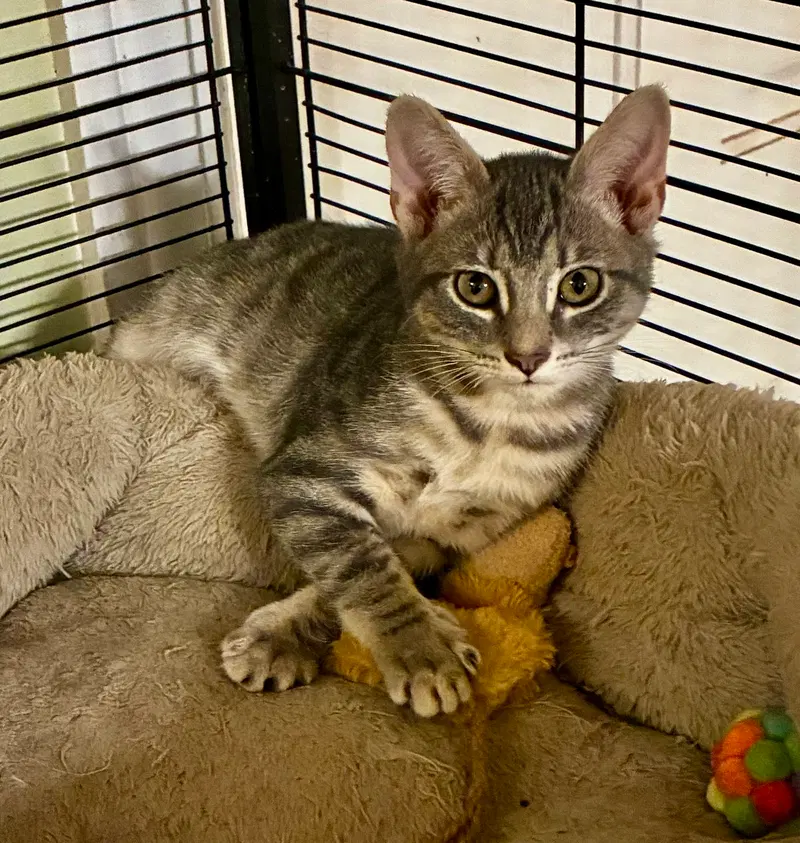 Sylvie, a female Tabby kitten up for adoption
