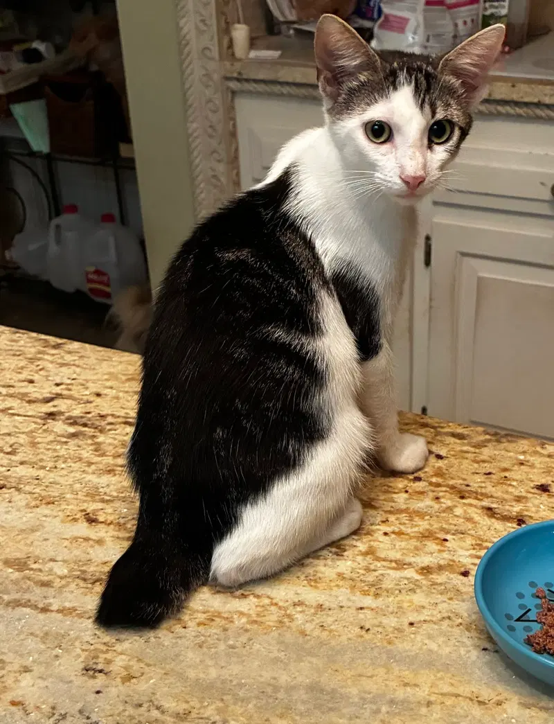 Mr. Bob, a male Bobtail kitten up for adoption