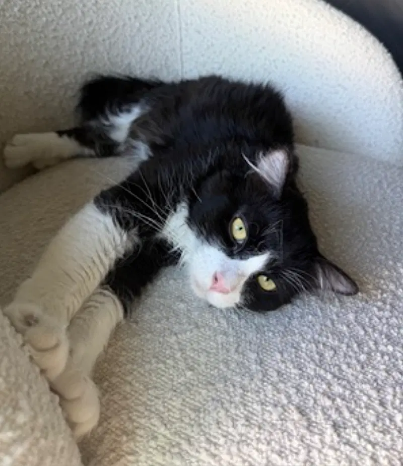 Figgy, photo 6