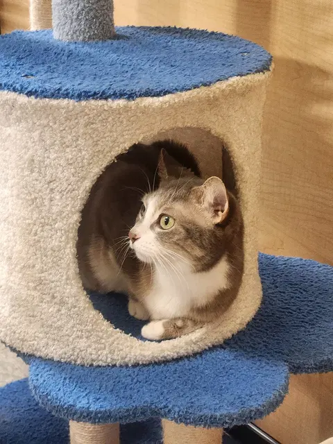 Watch the video of Rocket