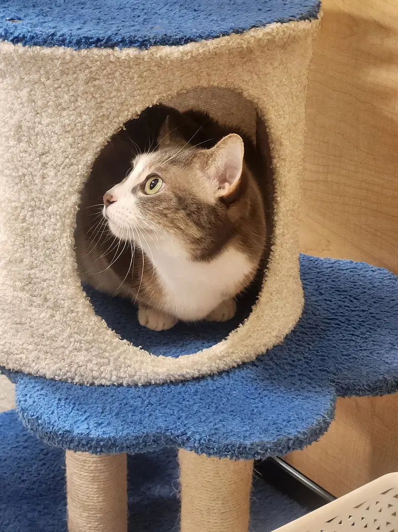 Rocket, photo 4