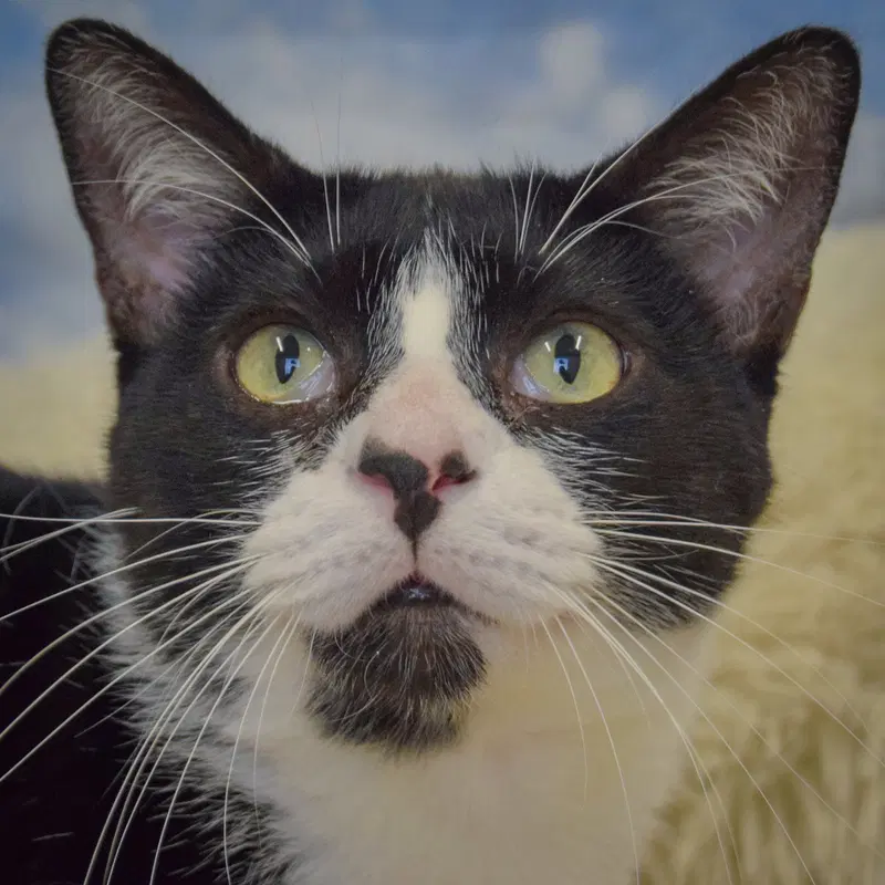 Penny, a young female Tuxedo cat up for adoption