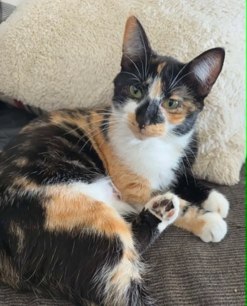 Bernadette, a young female Calico cat up for adoption