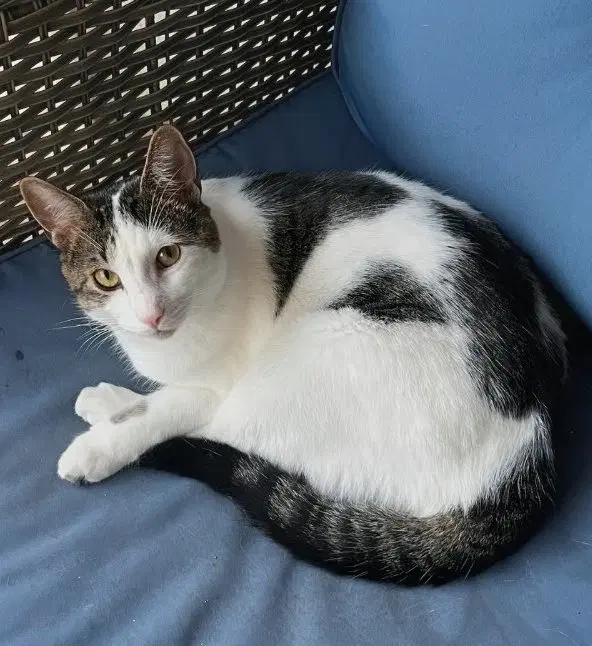 Snickers foster home, an adult male cat up for adoption