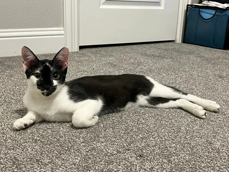 Howard, a male kitten up for adoption