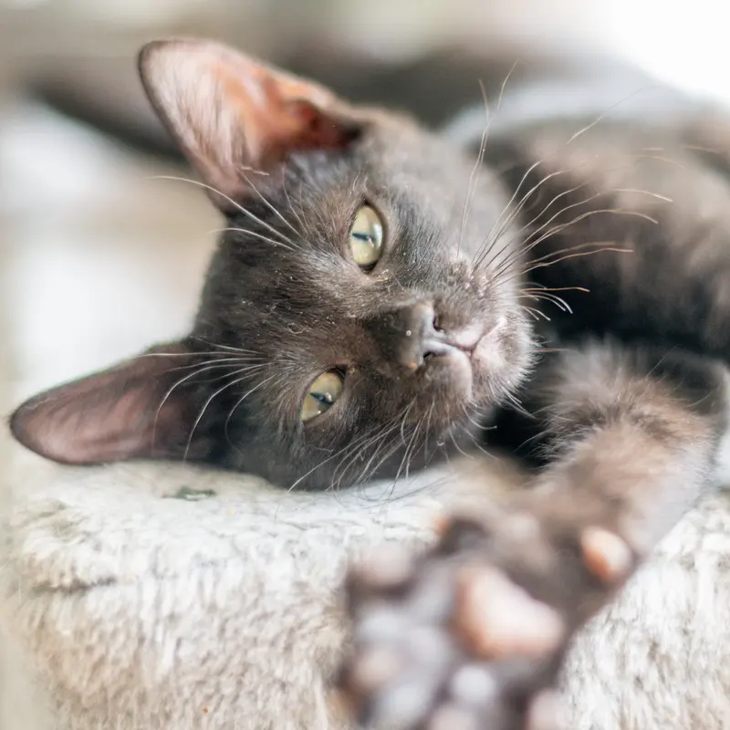 Jiji, a male kitten up for adoption