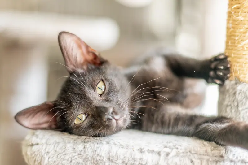 Jiji, photo 2