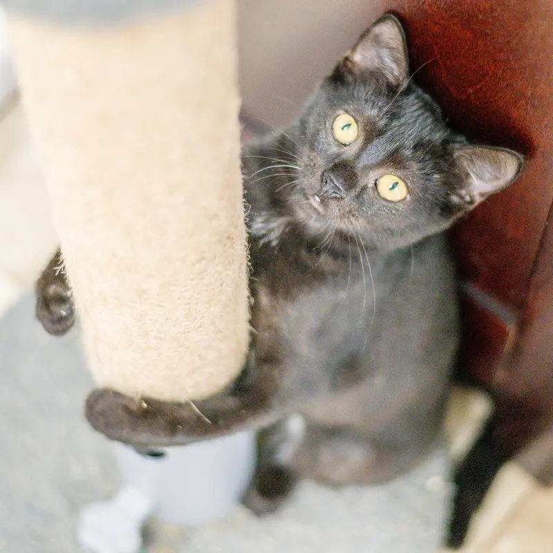 Jiji, photo 3