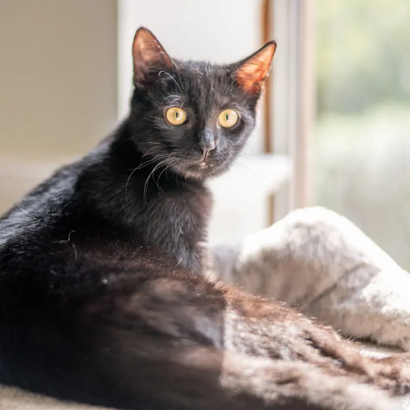 Jiji, photo 4