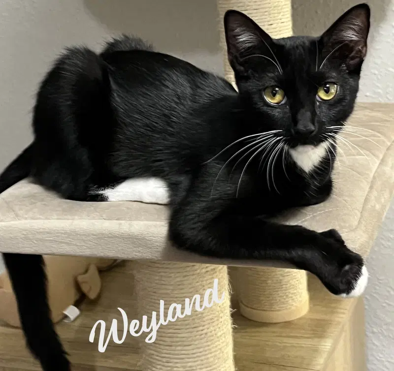 Weyland, a female Tuxedo kitten up for adoption