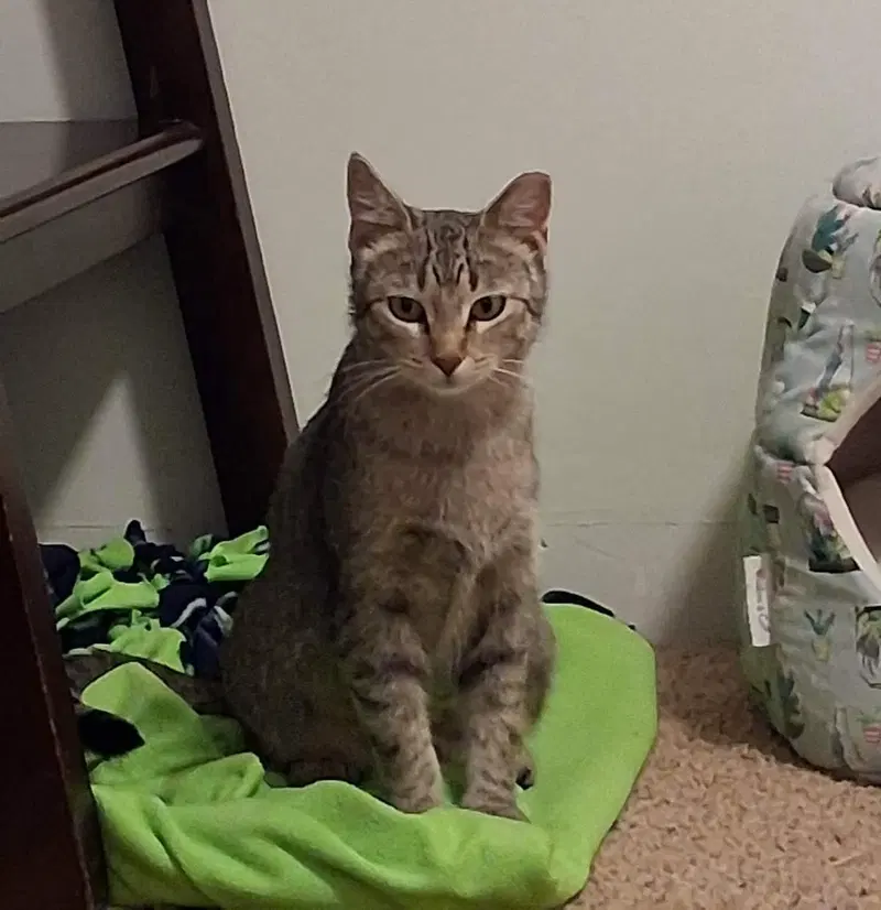 Milan, a young female cat up for adoption