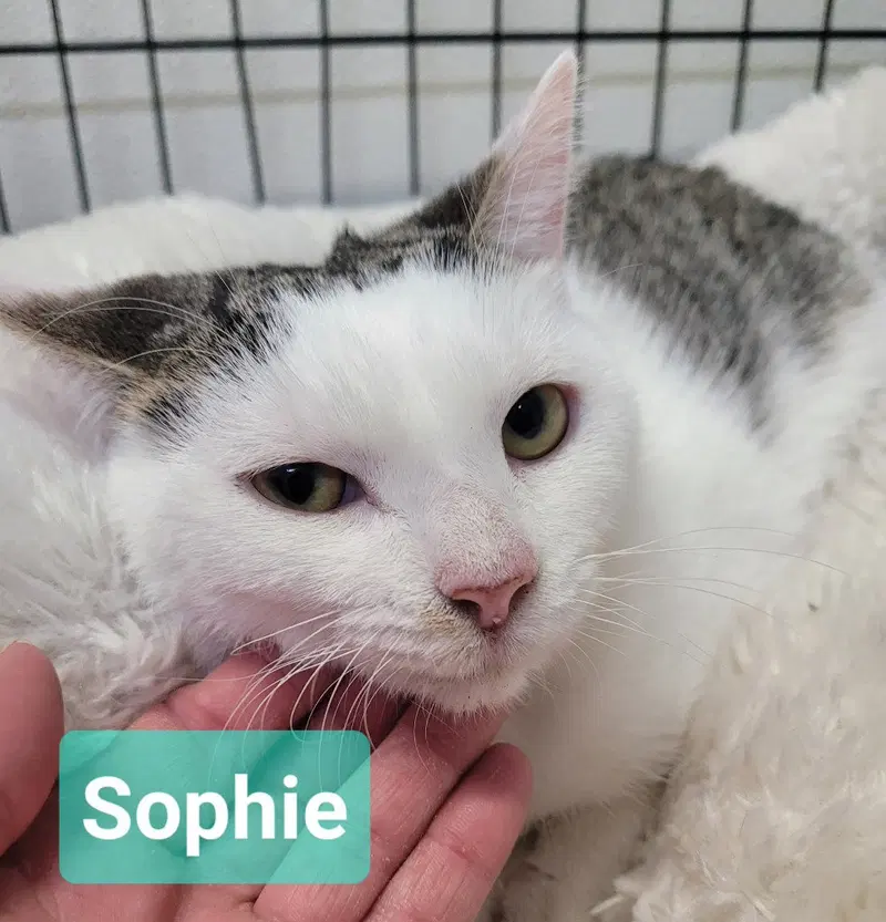 Sophie, photo 2