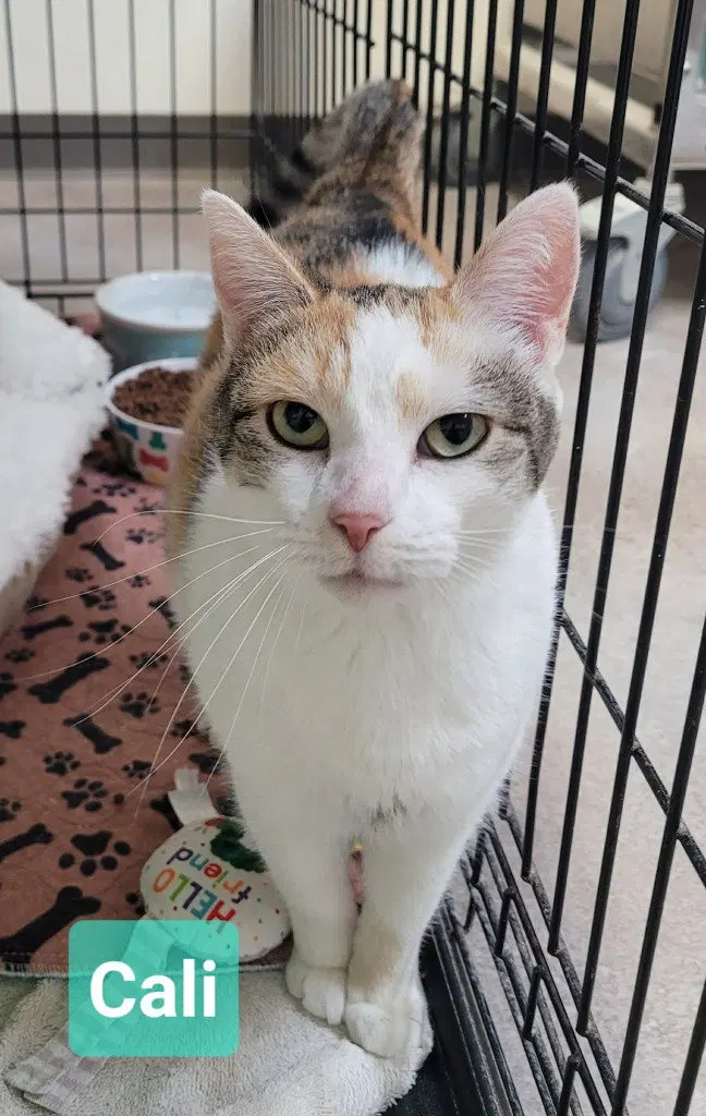 Cali-, an adult female cat up for adoption