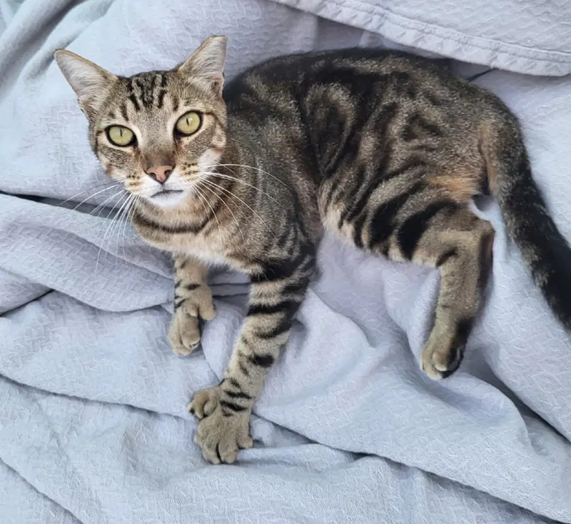 Mr Mittens, an adult male cat up for adoption