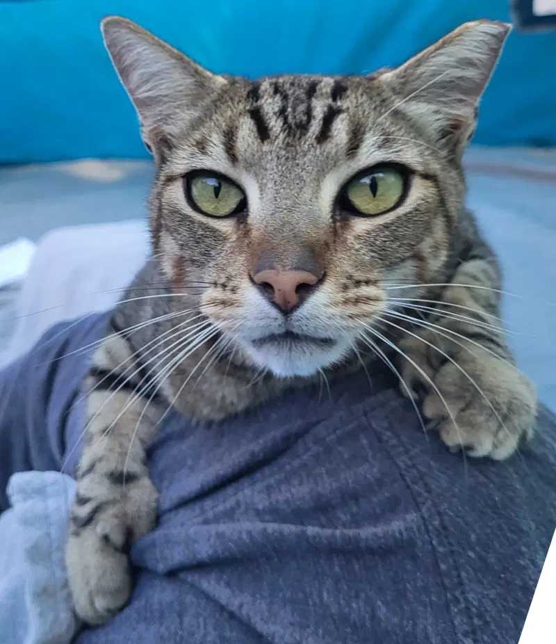 Mr Mittens, photo 2