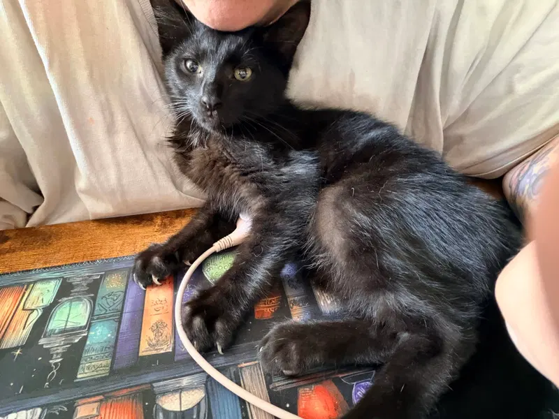 Spritz & Trudy, young male cats up for adoption