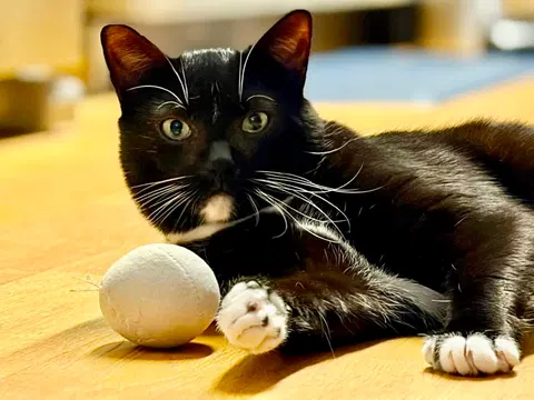 Watch the video of Catsby
