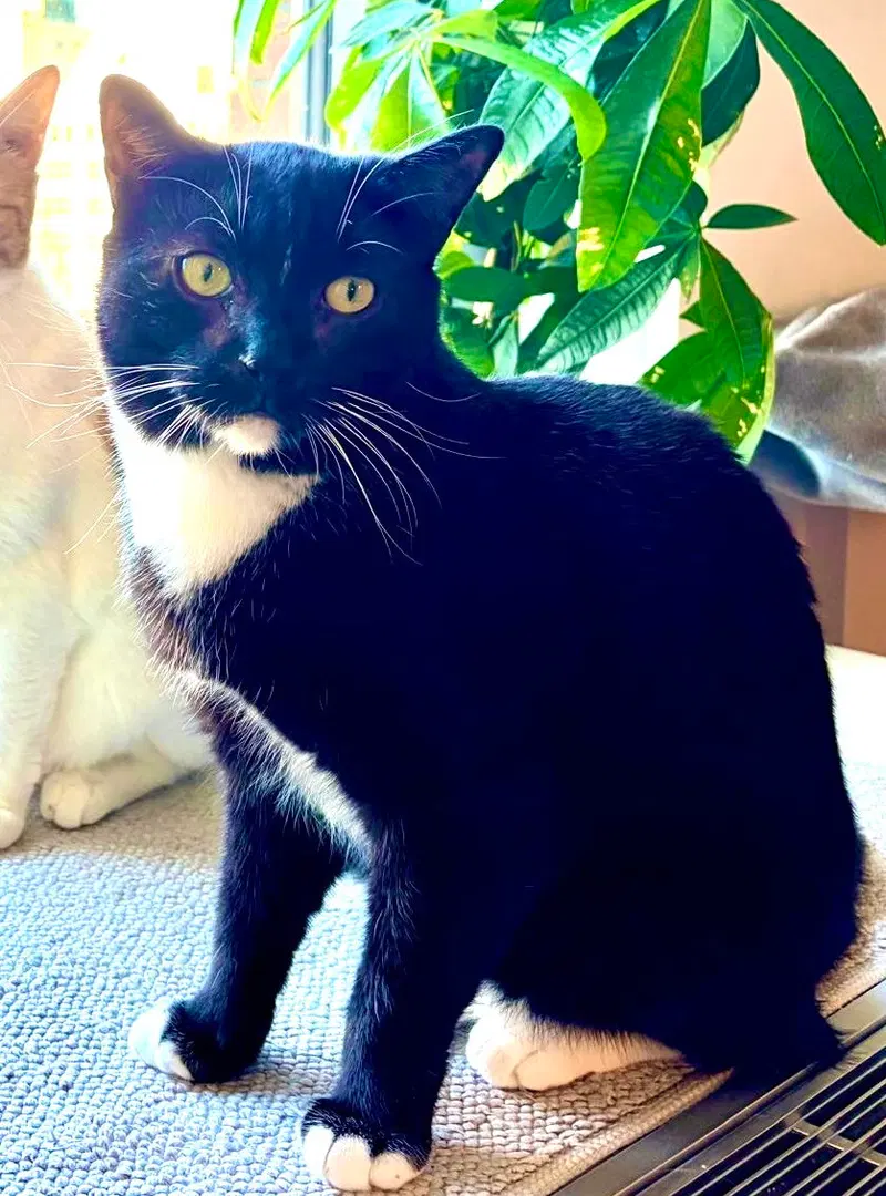 Catsby, photo 4