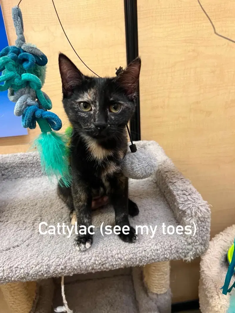 Cattylac, photo 2